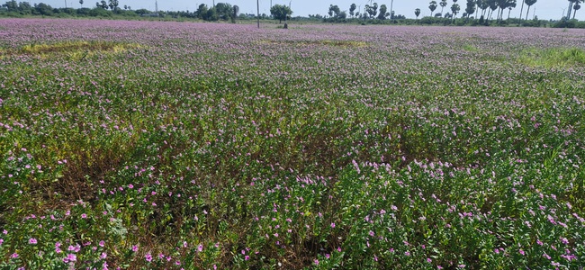 Vinca Rosea Dry Leaves