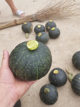 Сорт тыквенных культур Сушеные овощи