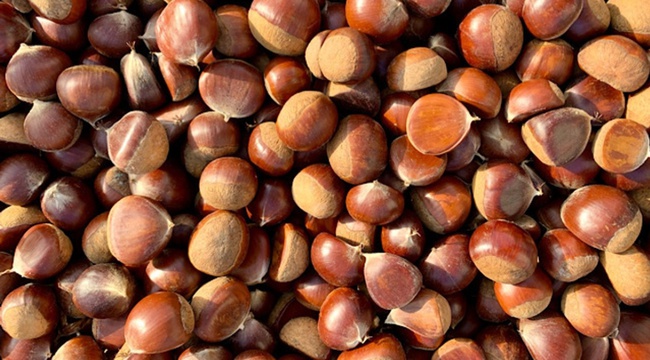Благородный орех каштана
