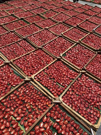 kurutulmuş meyve ve sebzeler