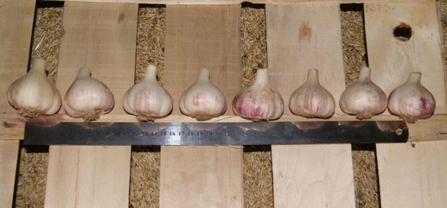 Чеснок Херсонский - высококачественный, эксклюзивный сорт "Любаша Таврическая"