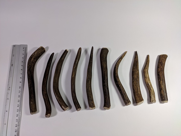 Рога северного оленя с нашей фермы свежие, сухие, мохнатые, цельные и всех размеров