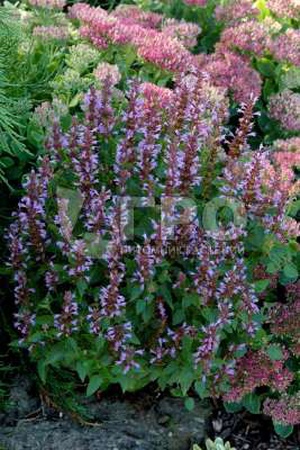 اجاستاخ سماء الصيف