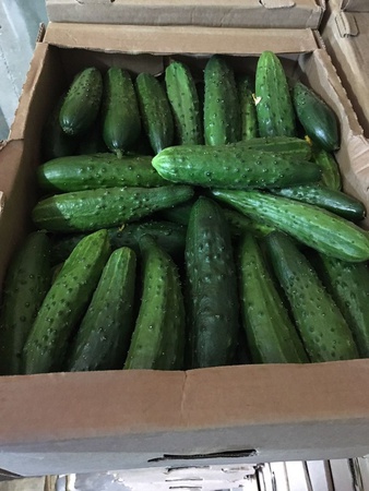 Огурцы (Эстафета, Мева) оптом. Агрофирма