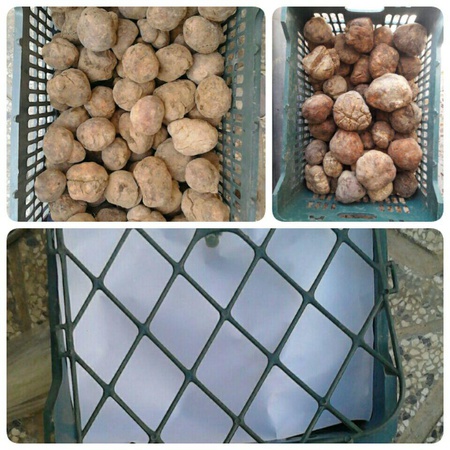 Wholesale: Truffles