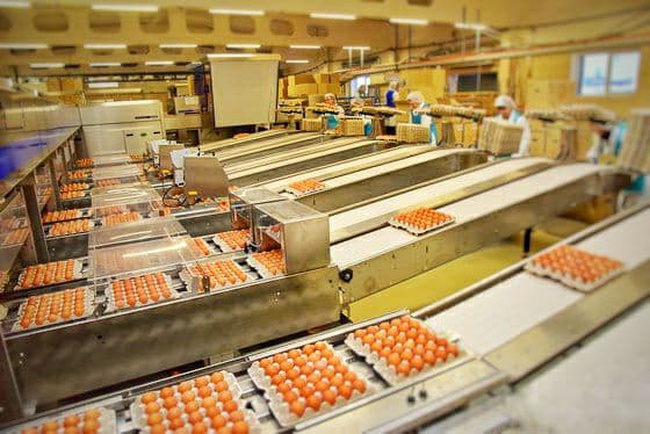 Chicken egg wholesale