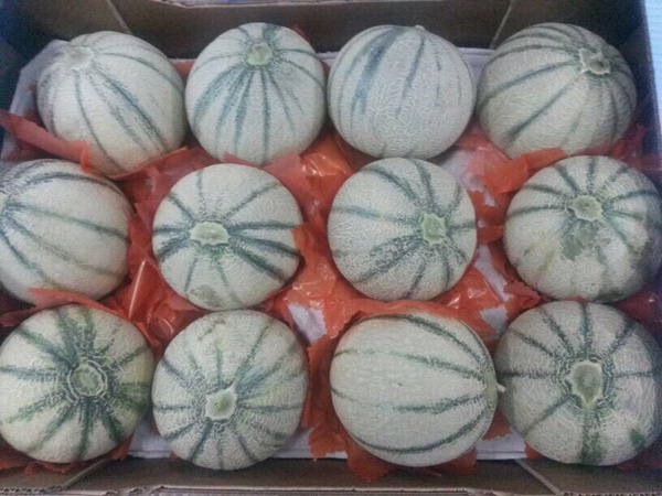 Свежие фрукты и овощи из Марокко