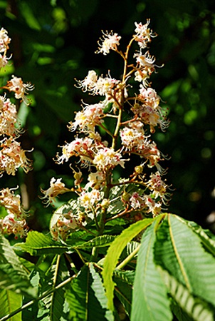 Каштан конский