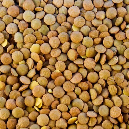 чечевица  (красная, зеленая)