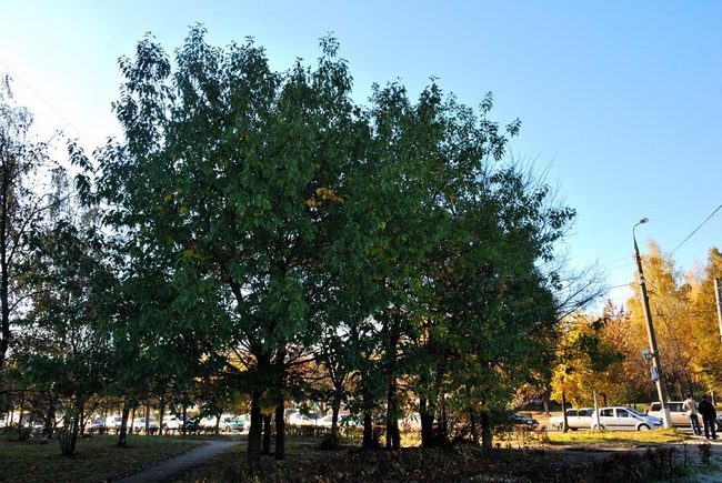 Дуб северный (красный)