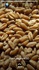 Wheat  grain from Russia big bulk