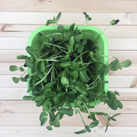 Проращиватель Х1 (Аэросад)