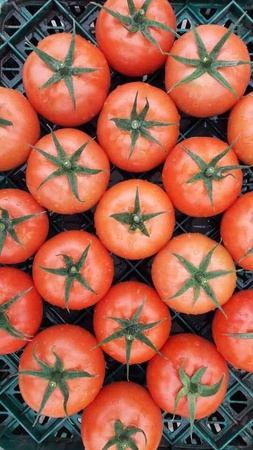 Томаты