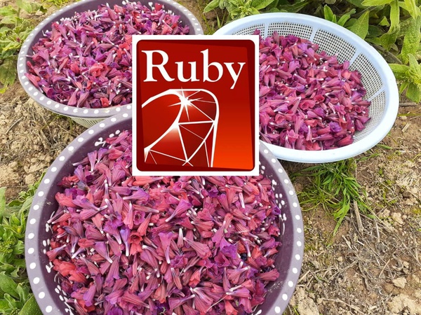 Wholesale: Borage, Red Feather, Echium