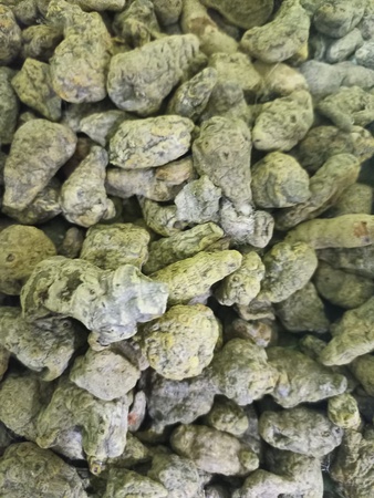 Kocha Zerdeçal Parmağı