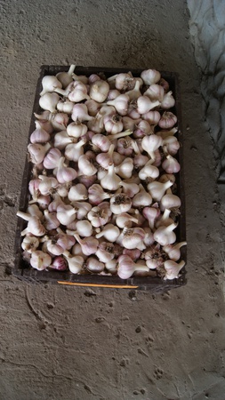 Чеснок Херсонский - высококачественный, эксклюзивный сорт "Любаша Таврическая"