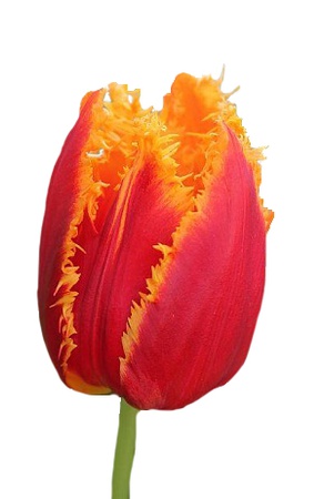 Тюльпаны оптом на 8 марта Fabio Триумф