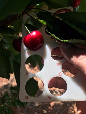 Черешня сорта Наполеон из Турции