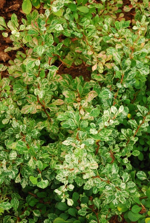 芭芭莉丝·滕伯格（Barbaris Tunberg）“科尼克（Kornik）”