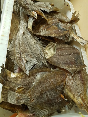 Камбала-ерш