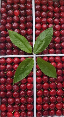 ОВОЩИ И ФРУКТЫ