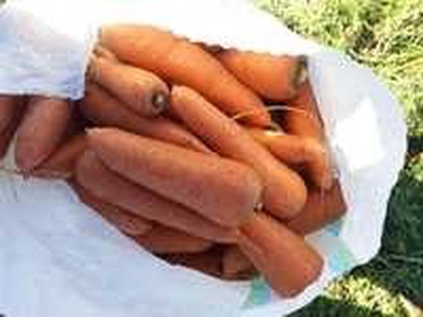 Üreticiden sebze ve meyveler (mevsime göre)