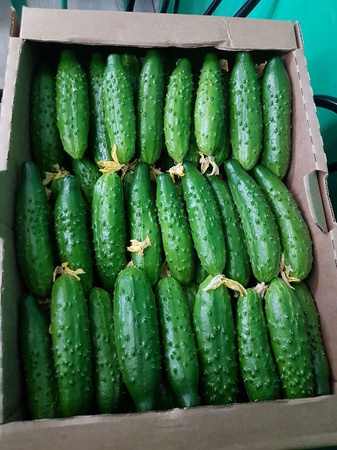 Тепличный Огурец Шипастый Средний Эстафета, Геракл, Атлет Оптом