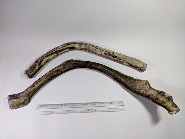 Рога северного оленя с нашей фермы свежие, сухие, мохнатые, цельные и всех размеров