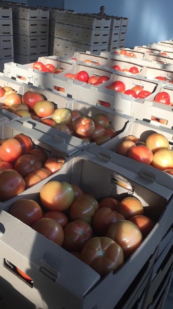 Помидоры (Томаты) Красные, Розовые, Сливка, на Ветке Оптом