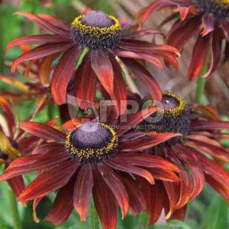 РУДБЕКИЯ MORENO