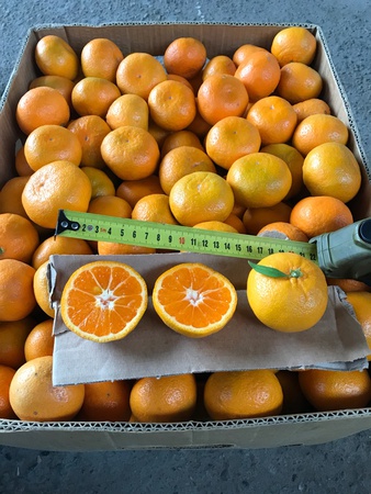 اليوسفي بالجملة