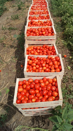 Томат сливка,  качество отличное от производителя