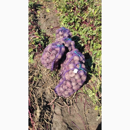 Trading House "Zorya Plus"