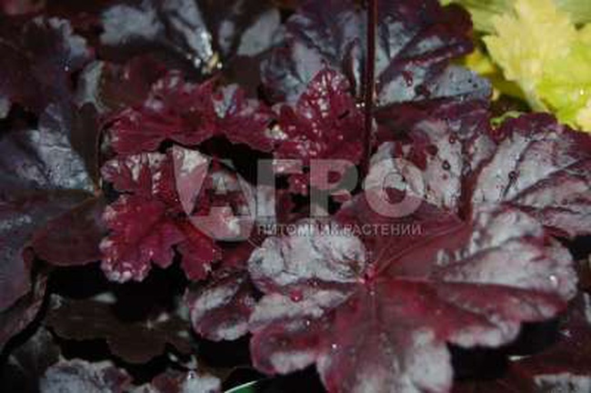 ГЕЙХЕРА OBSIDIAN