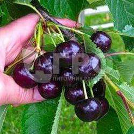 ЧЕРЕШНЯ СОРТ РЕВНА