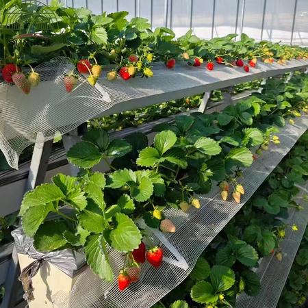Agricultural greenhouse hydroponic system for growing strawberries and more