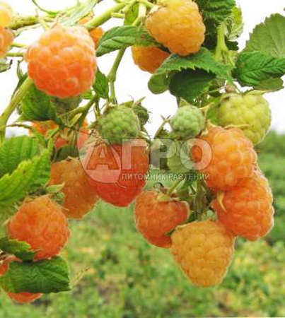 МАЛИНА СОРТ ЗОЛОТЫЕ КУПОЛА