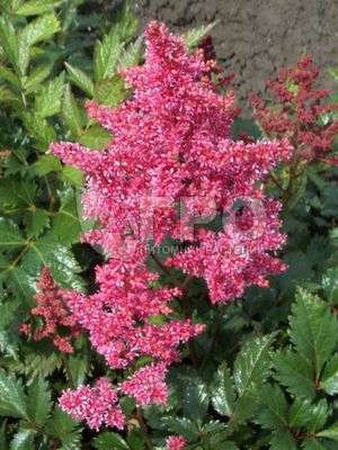 АСТИЛЬБА ЯПОНСКАЯ BONN