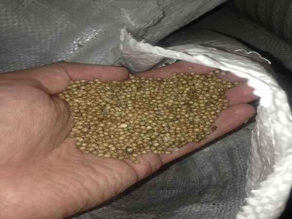 Altın kişniş ihracatı