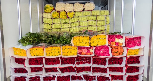 XL Premium Roses (5.5cm+ bud height) and robust stems (40cm–80cm). We offer diverse varieties including Spray Roses, Bicolored Chrysanthemums, and specialized Electric Blue Tinted Fillers.