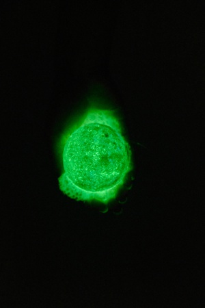 Бомбочки для ванной. Завораживающее сияние [светится темноте]