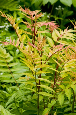 Рябинник рябинолистный «Сэм»