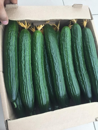 Тепличный Огурец Гладкий Демарраж, Мева Оптом