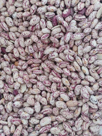 Фасоль рябая