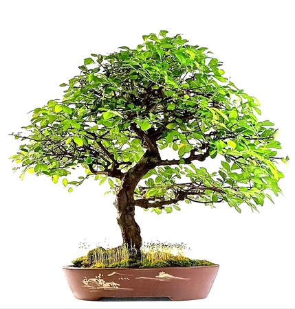 Семена бонсай