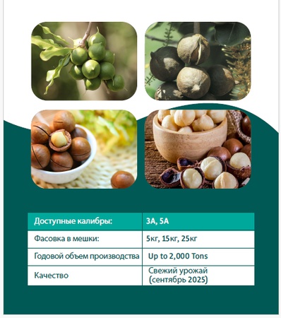 макадамия в скорлупе