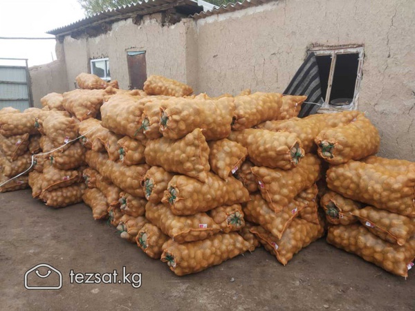 Картофель сорта Джелли