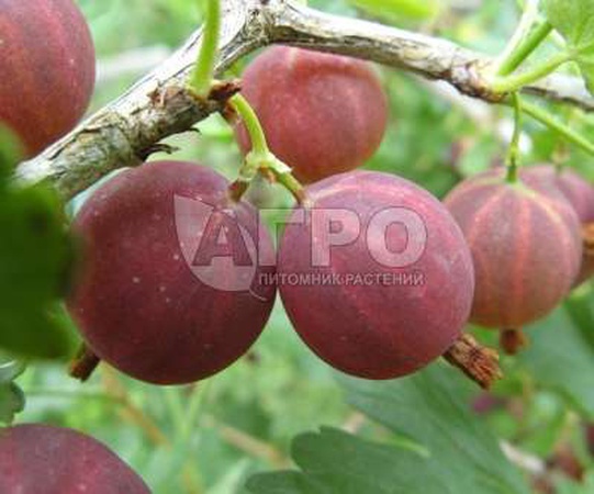 Gooseberry MUSKAT VARIETY