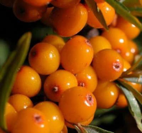 ОБЛЕПИХА СОРТ ПРЕВОСХОДНАЯ