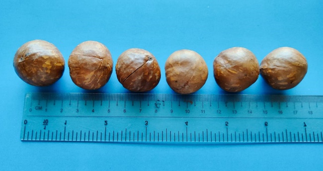 макадамия в скорлупе